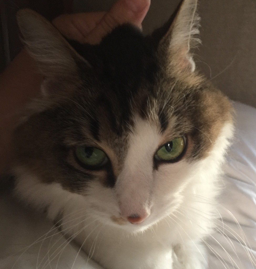 Los Angeles Kitty